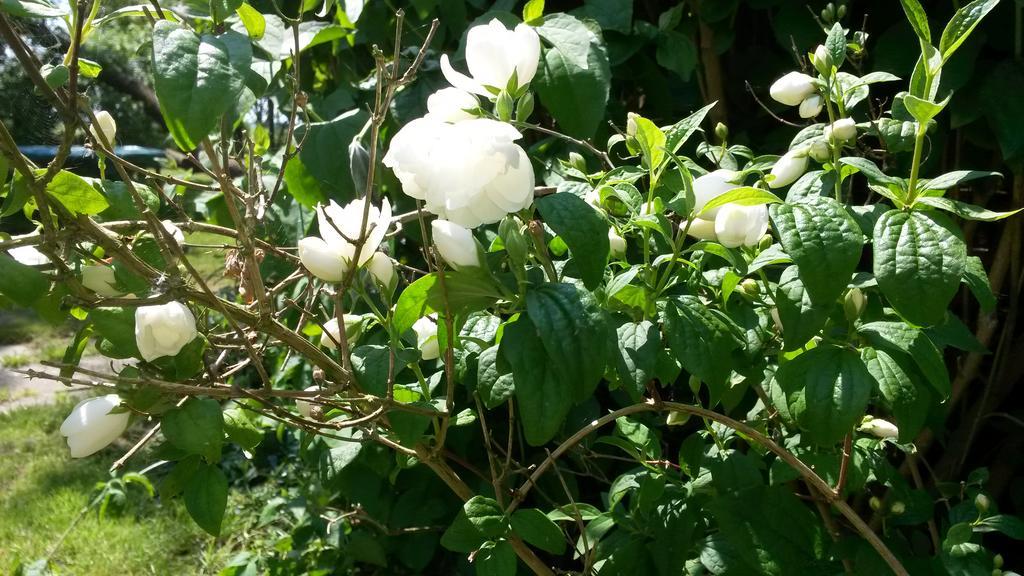 Groningen Buiten B&B Zuidhorn 外观 照片