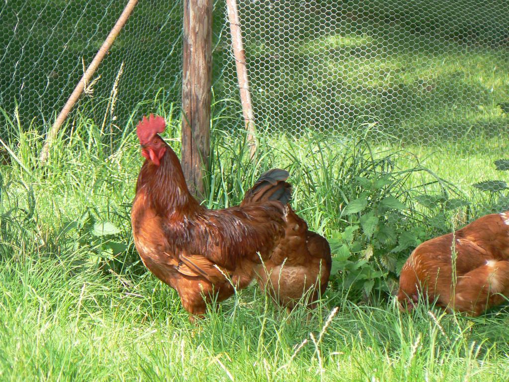 Groningen Buiten B&B Zuidhorn 外观 照片