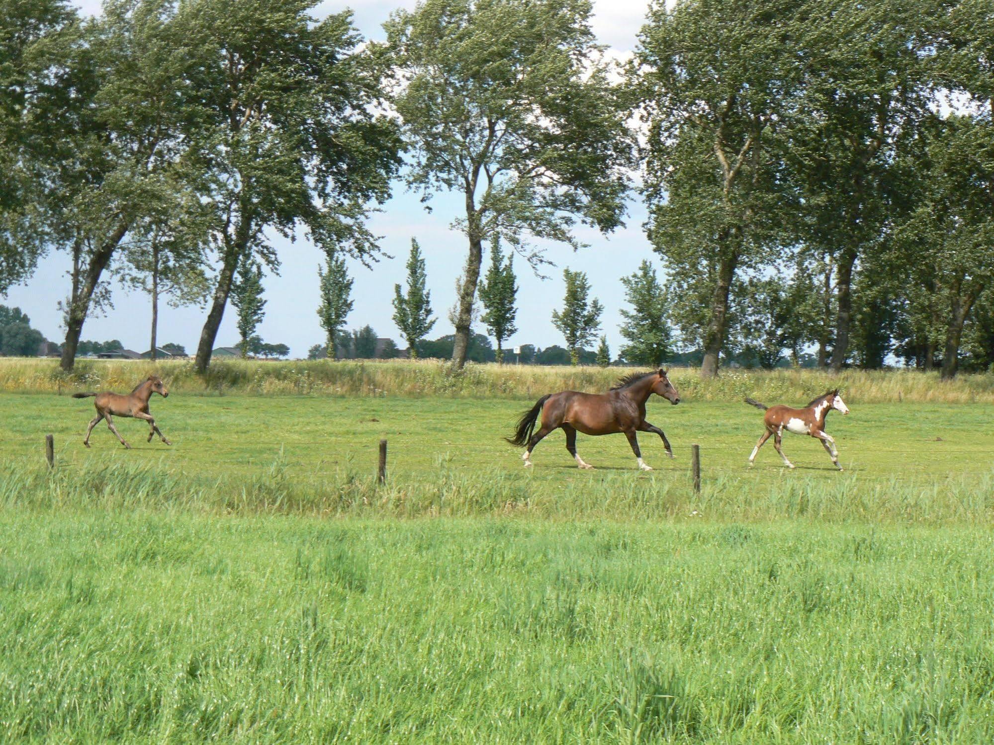 Groningen Buiten B&B Zuidhorn 外观 照片